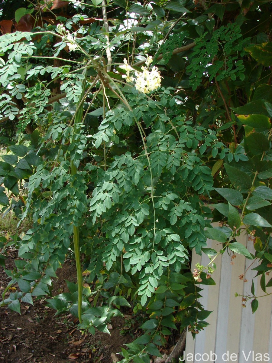 Moringa oleifera Lam.
